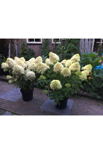 Гортензия метельчатая Скайфолл в контейнере